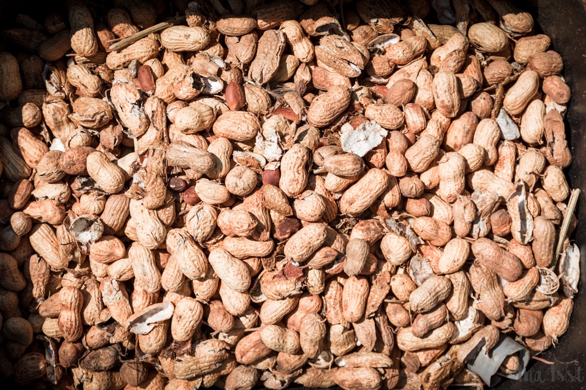 Erdnussernte, Georgia,  Amerika, Peanuts